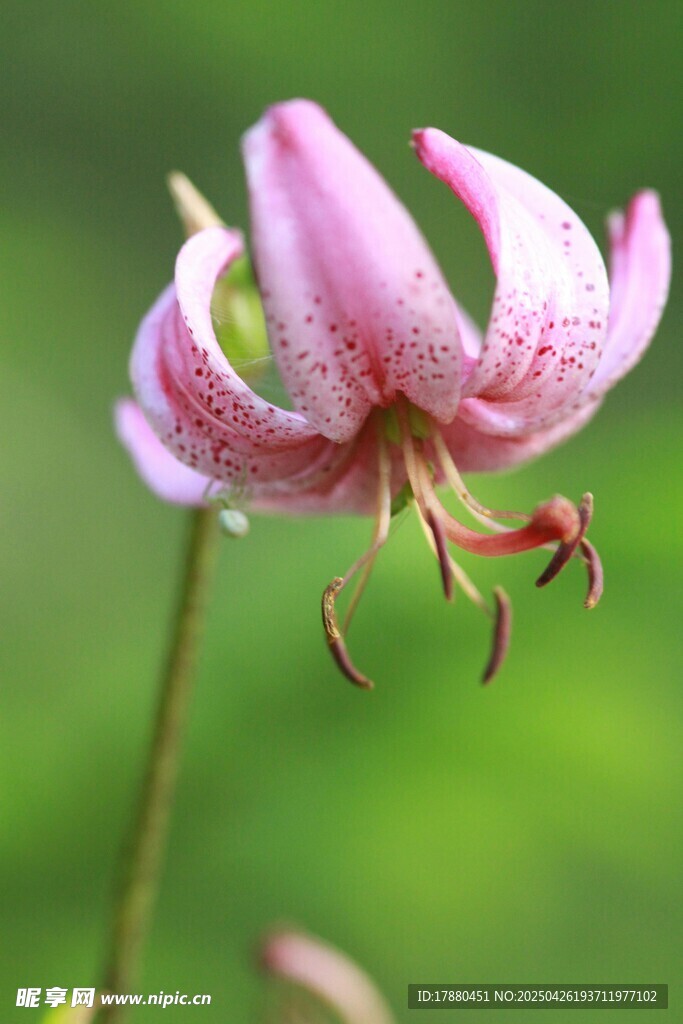 百合