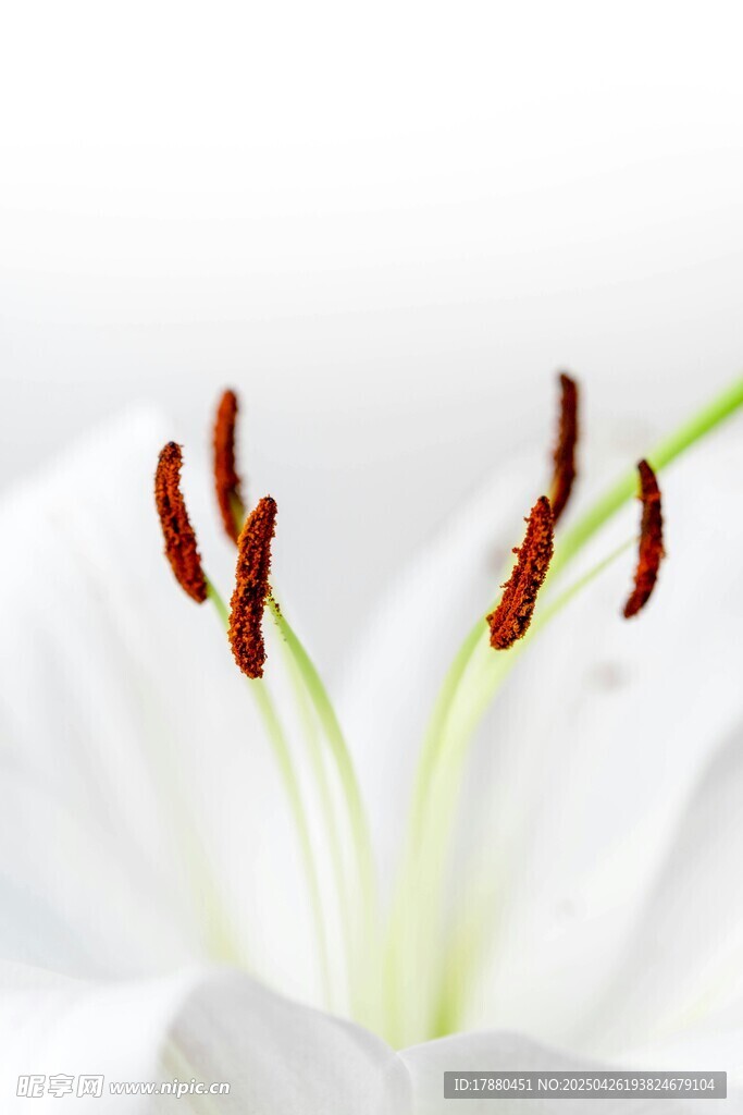 百合花蕊