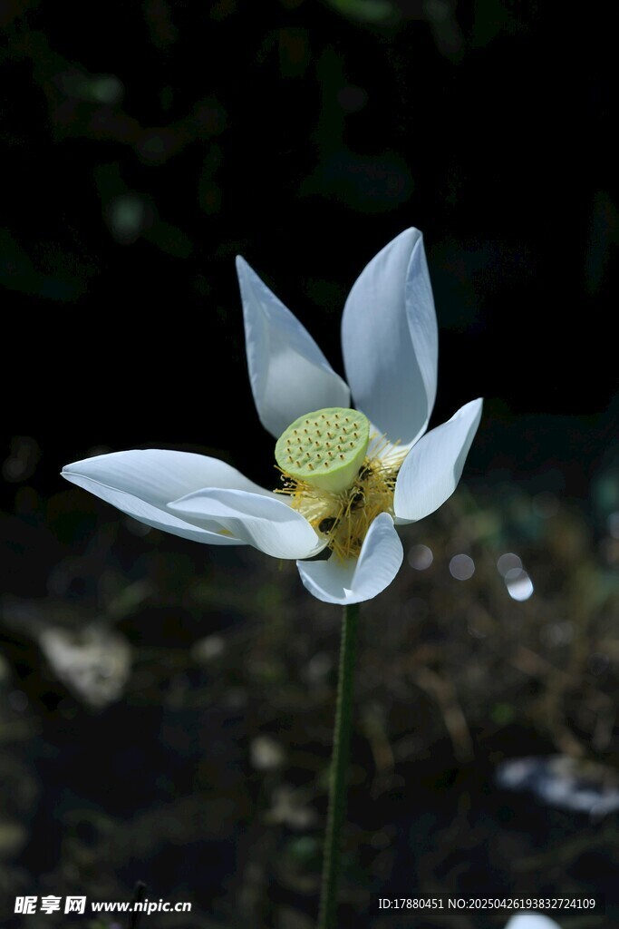 荷花