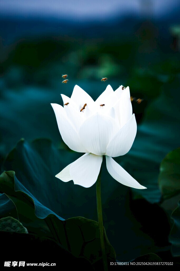 荷花