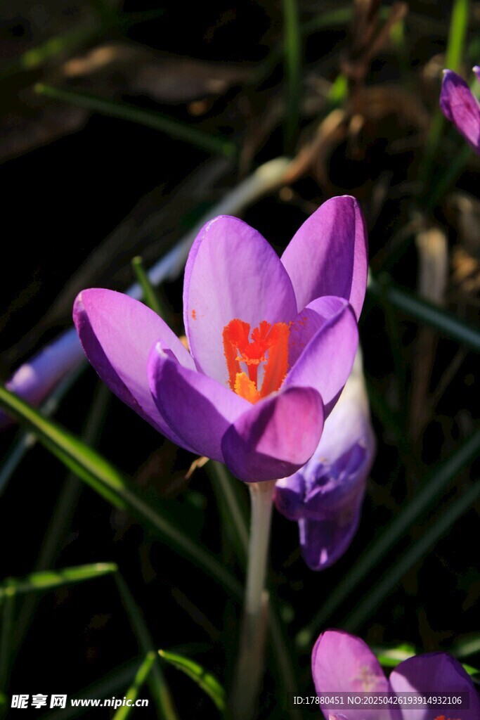 番红花