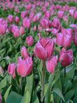 浪漫粉色郁金香花海
