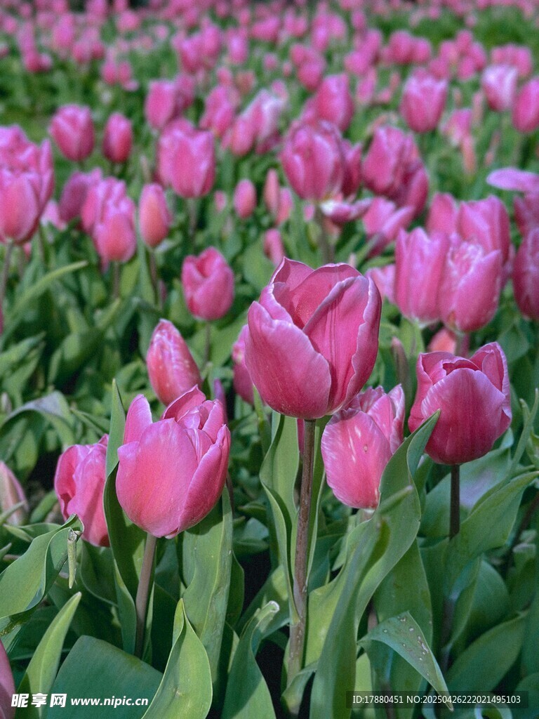浪漫粉色郁金香花海