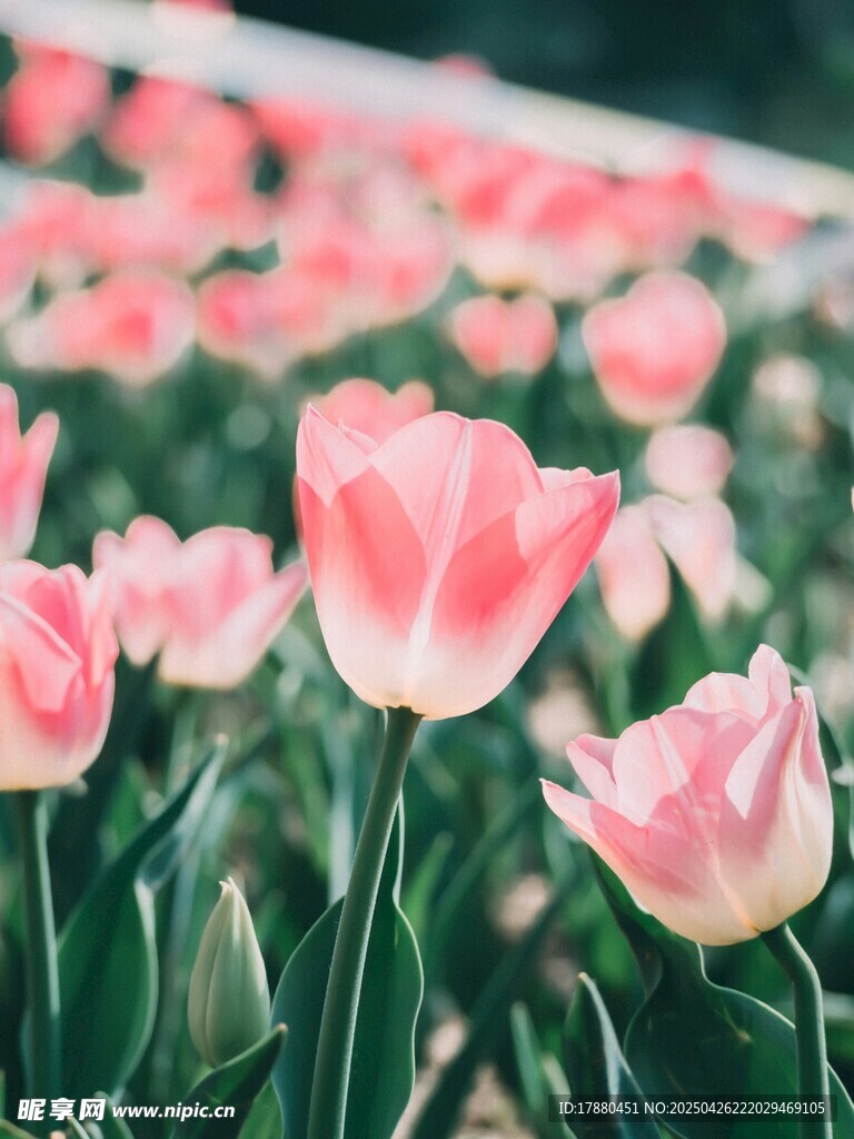 粉色郁金香花海美景