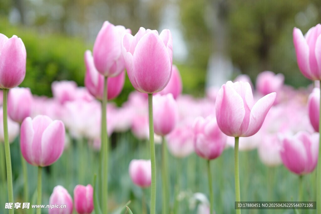 郁金香花海