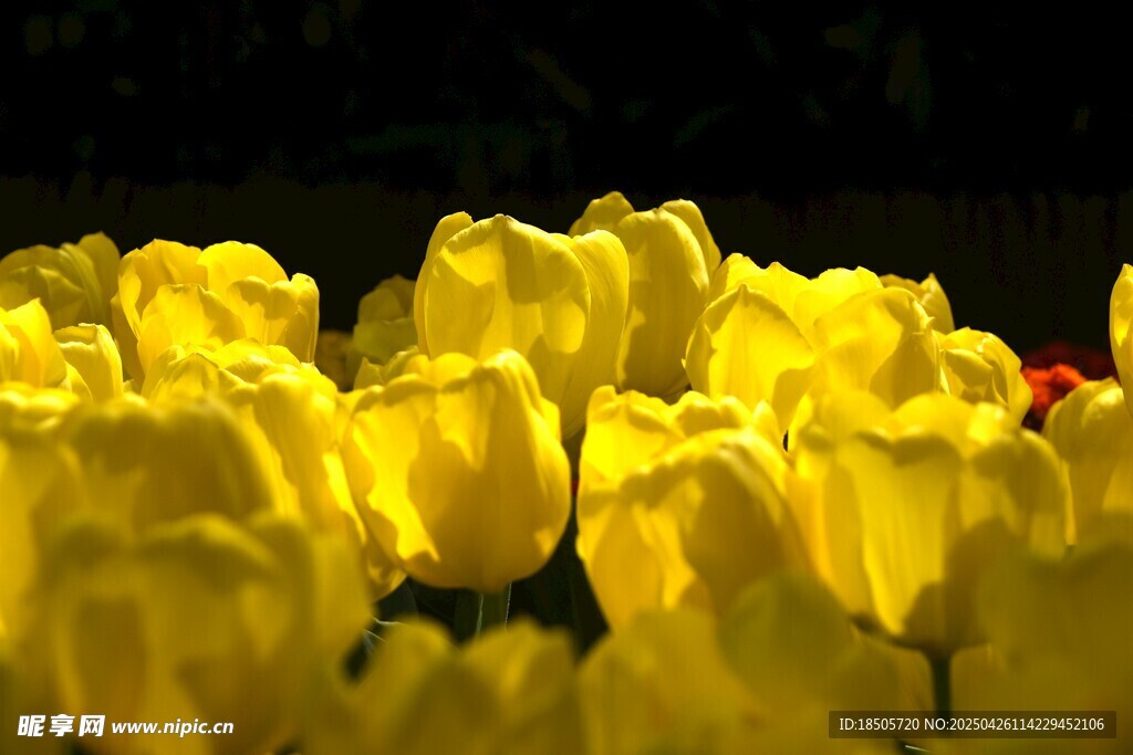 黄色郁金香花海