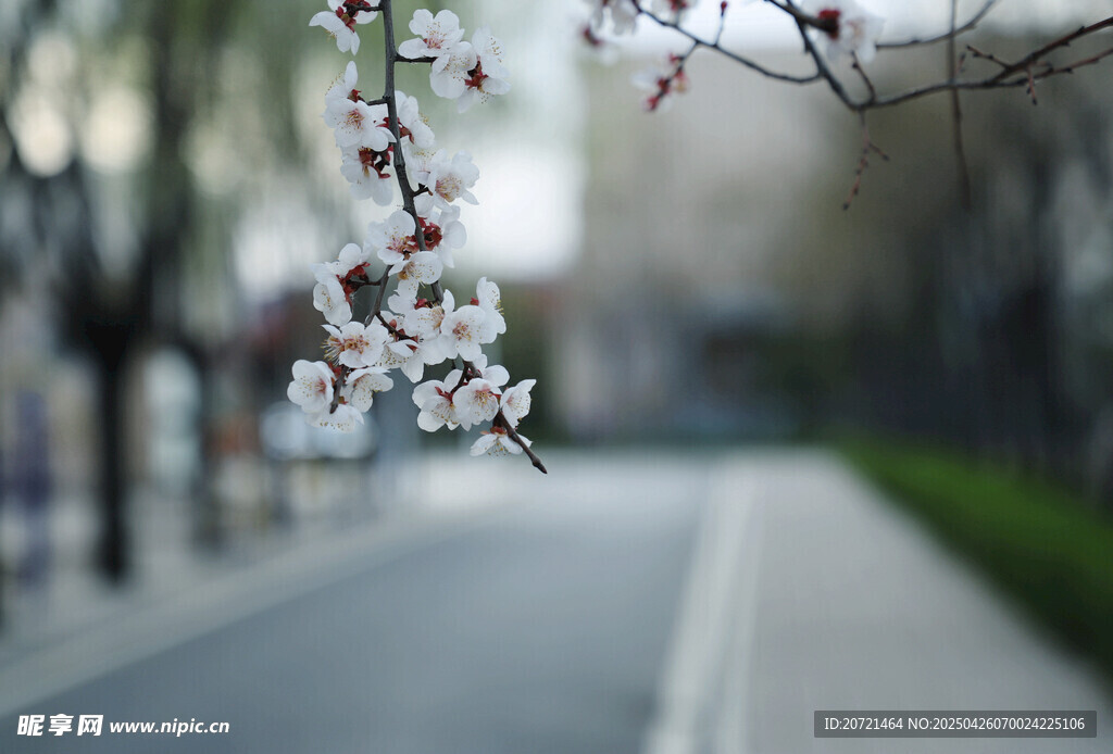 枝头繁花映街道