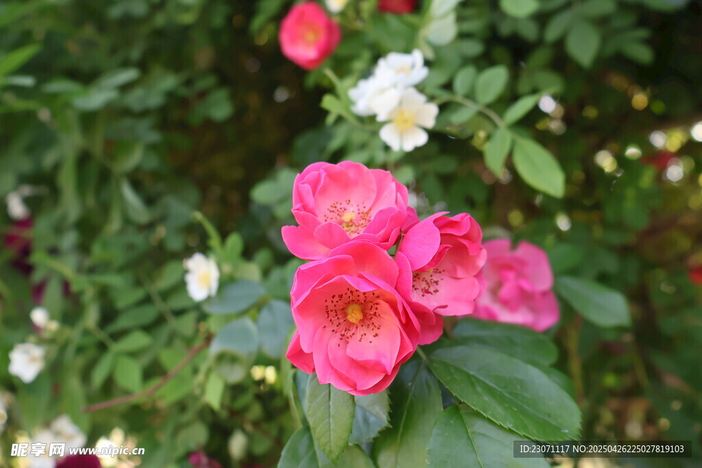 月季花