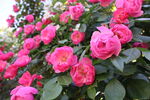 月季花
