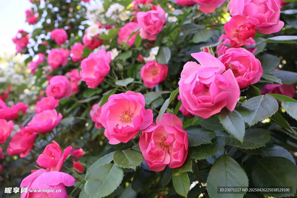 月季花
