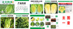 多样蔬菜种子展示图