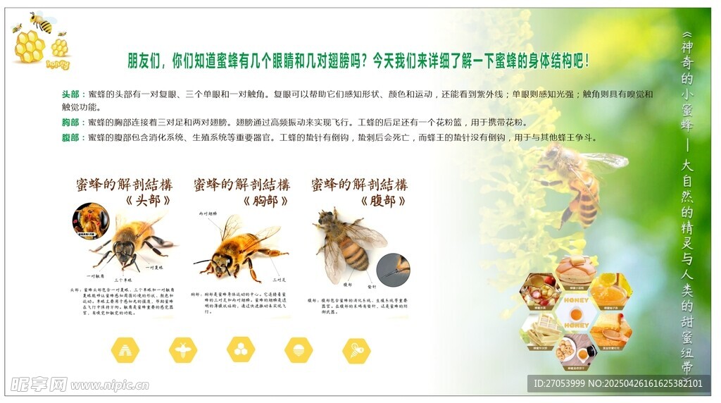 蜜蜂科普海报