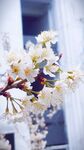 白色樱桃花