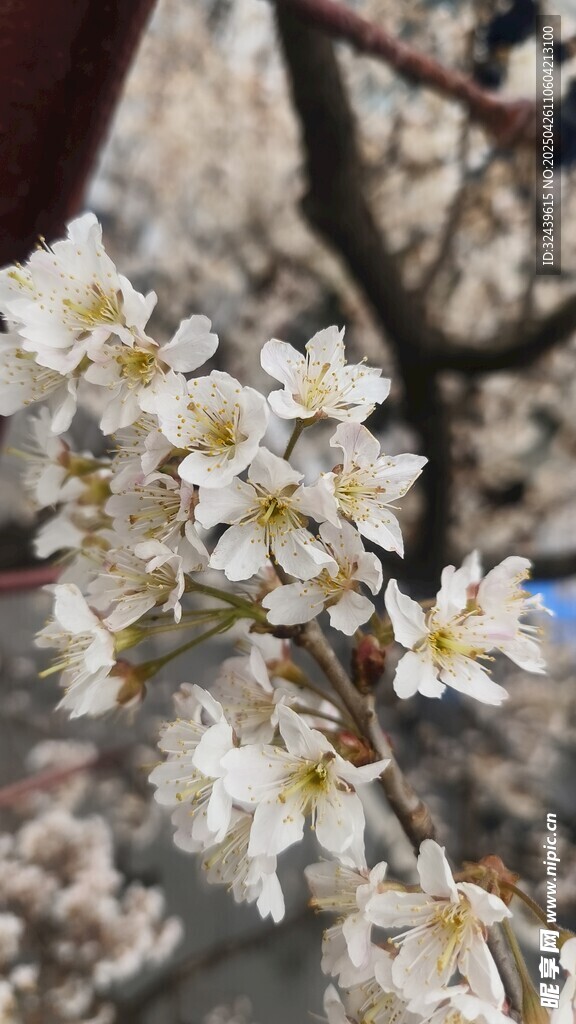 枝头绽放的洁白花朵樱桃花