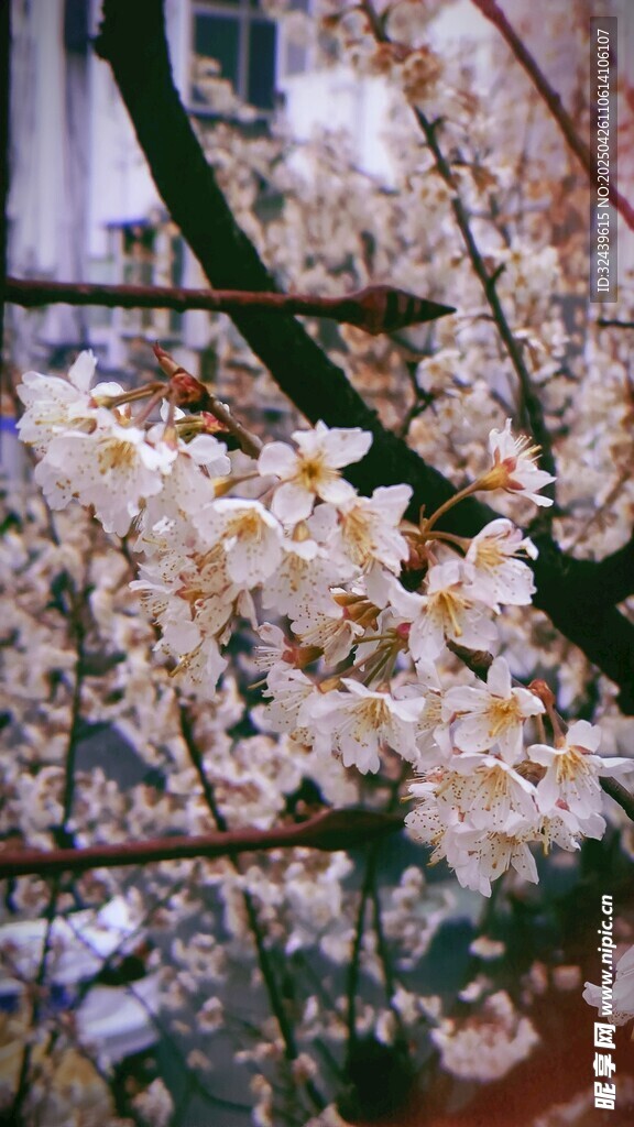 烂漫樱花绽放枝头