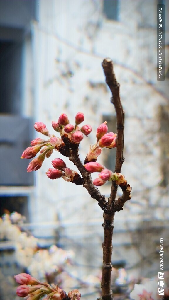 枝头红蕾初绽樱桃花枝