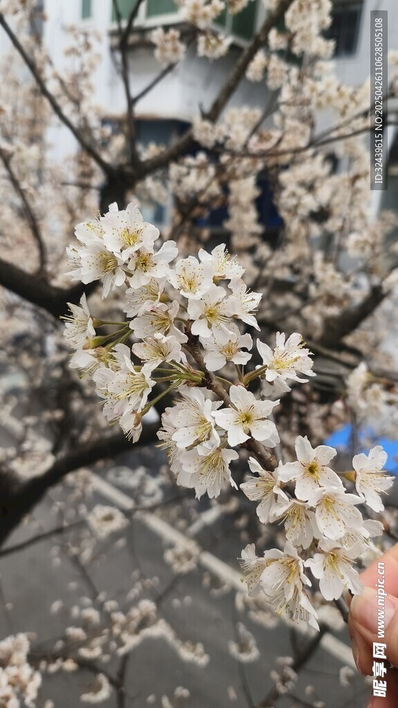 枝头绽放的洁白花朵