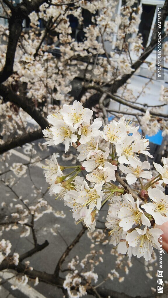 地上散落的洁白玉兰花