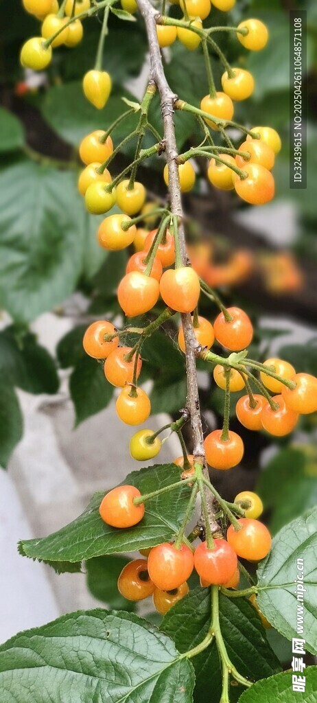 垂挂的多彩灯笼果