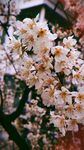 烂漫樱花绽放枝头