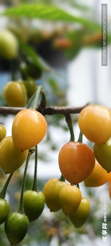 多彩小辣椒挂枝