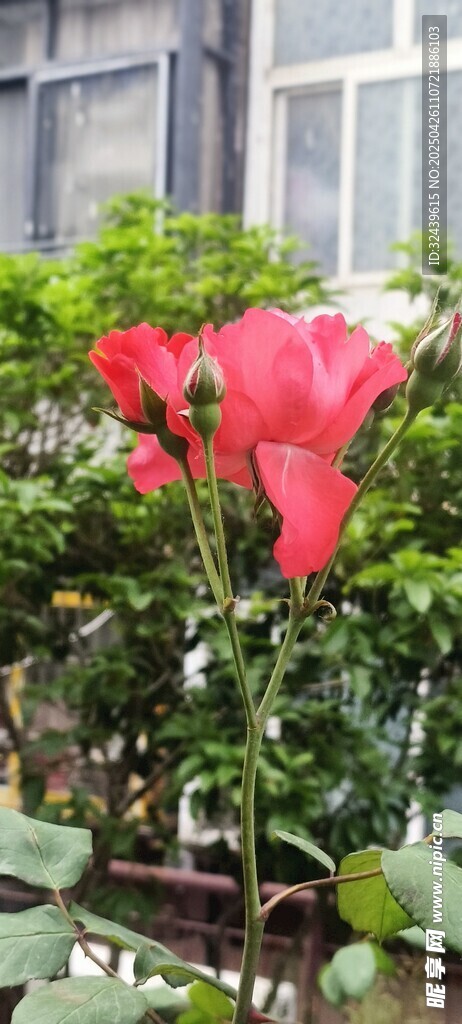 娇艳红掌绽放于绿植间