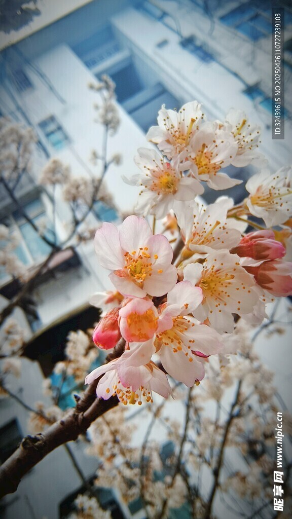 枝头绽放的粉嫩樱桃花