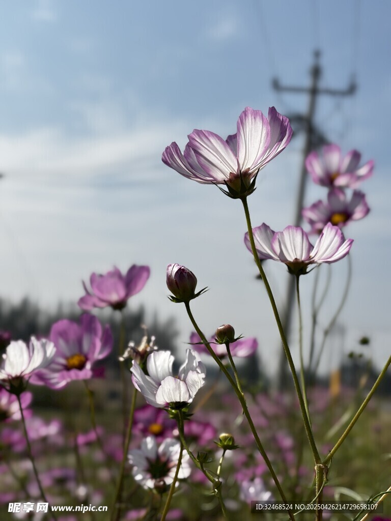 田野中的美丽波斯菊