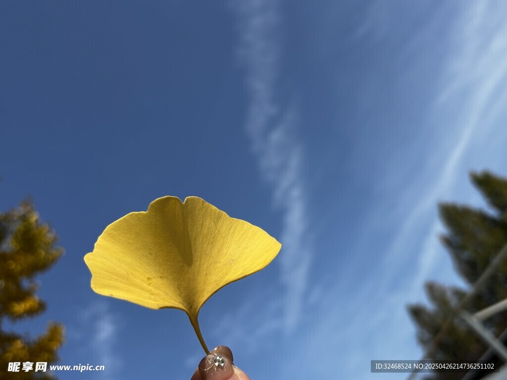手持银杏叶 蓝天作背景
