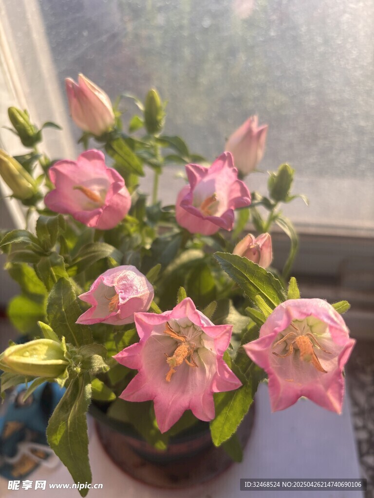 窗边绽放的粉色风铃花