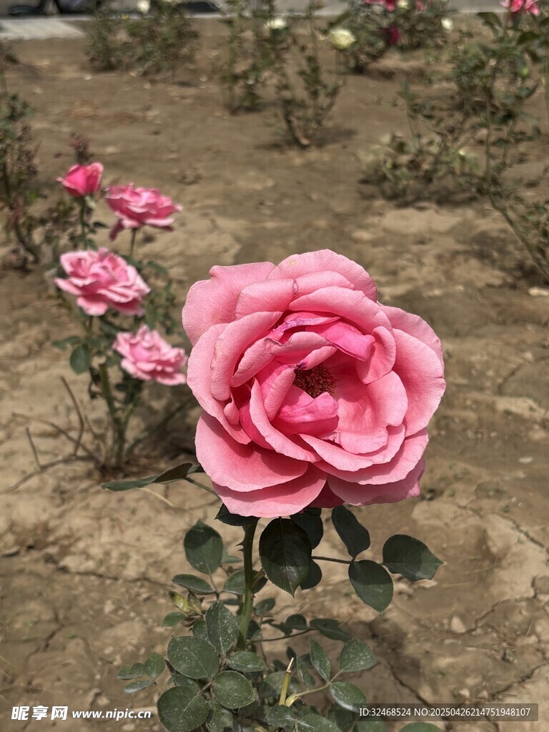 娇艳绽放的粉色月季花