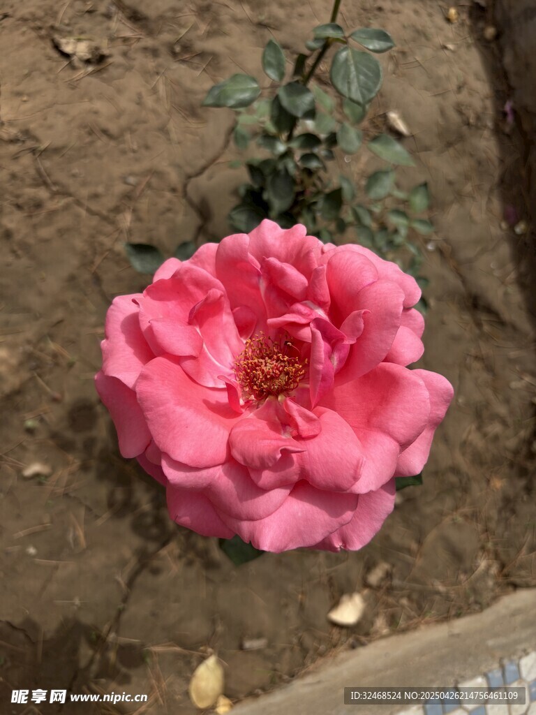 娇艳粉色月季花绽放