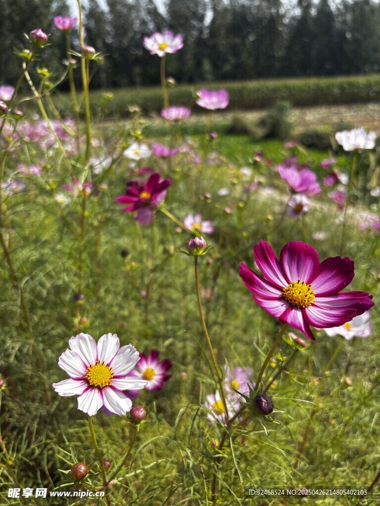 绚烂格桑花绽放原野
