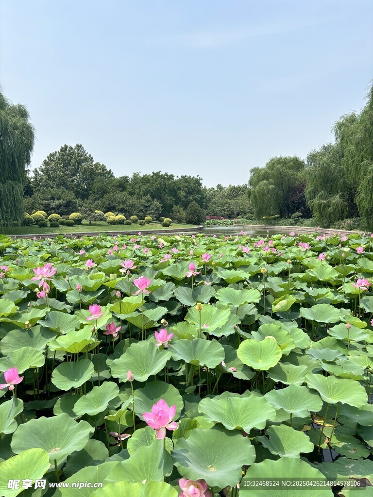 夏日荷塘荷花荷叶美景