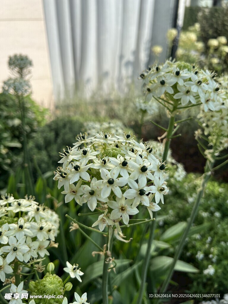 虎眼万年青
