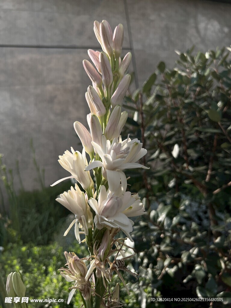 假龙头花