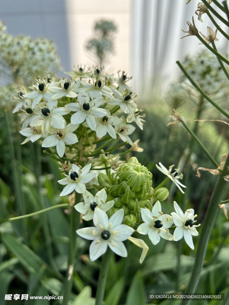 虎眼万年青