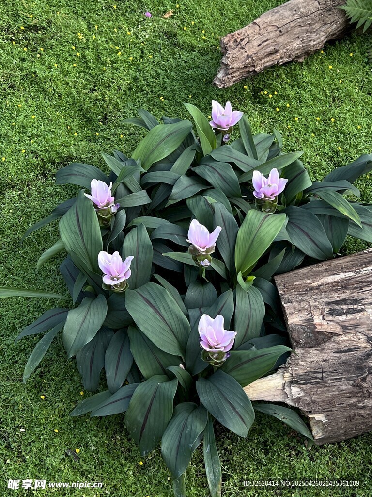 姜荷花
