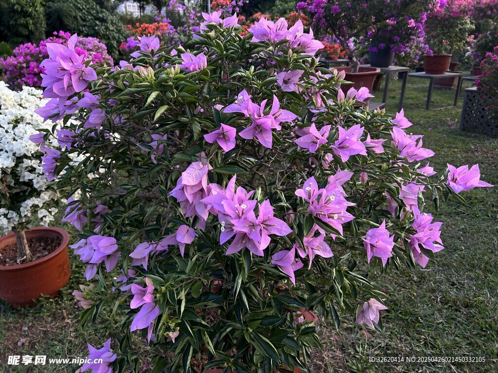 叶子花