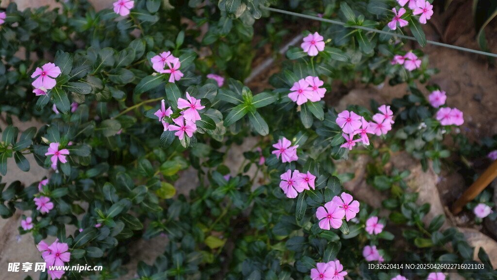 长春花