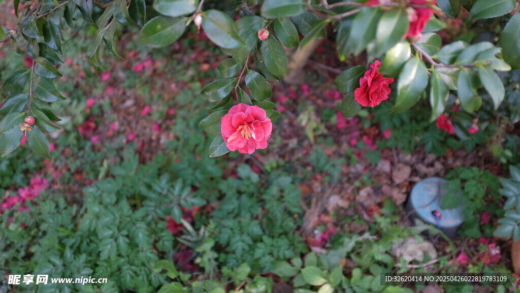 山茶花