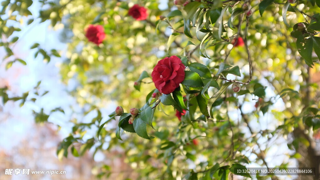 山茶花