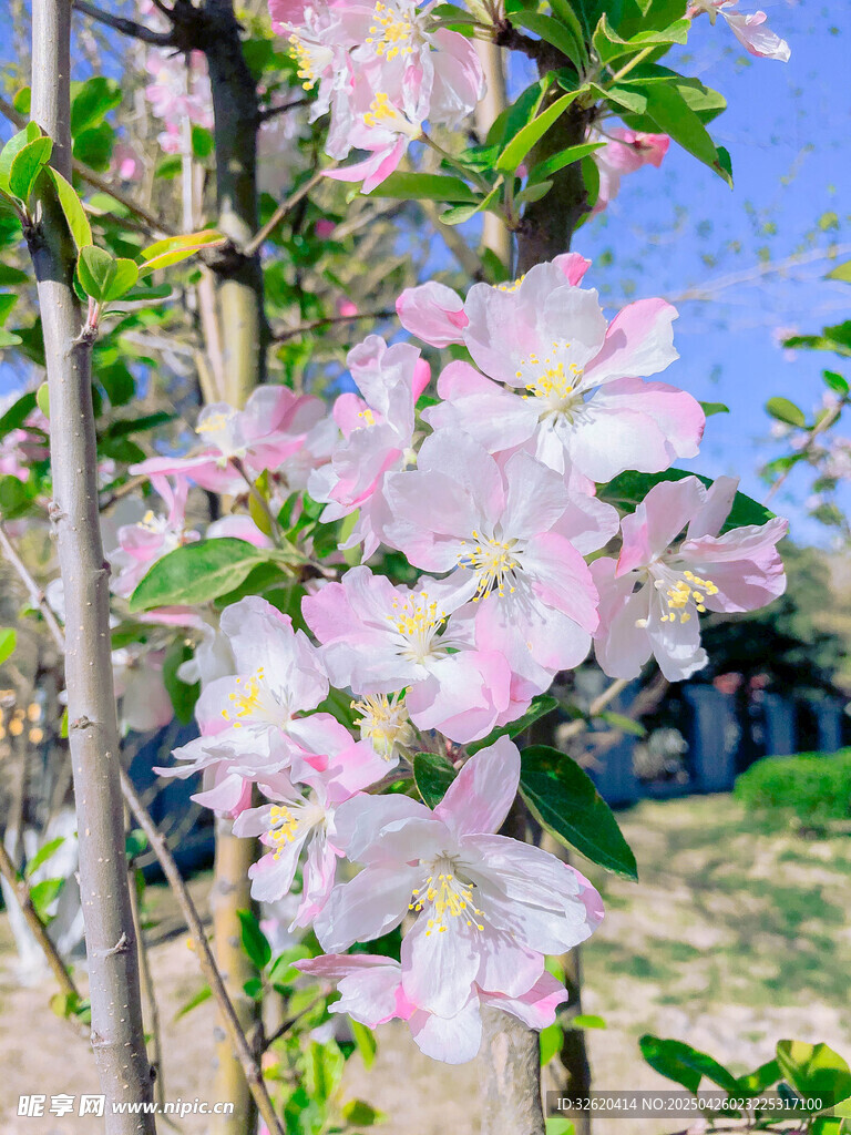 海棠花
