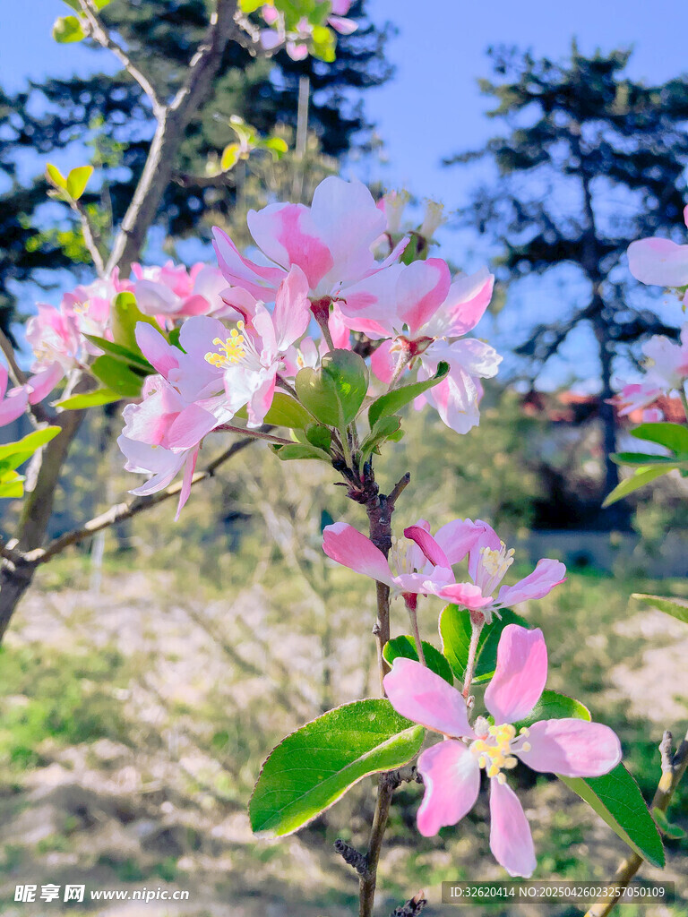 海棠花