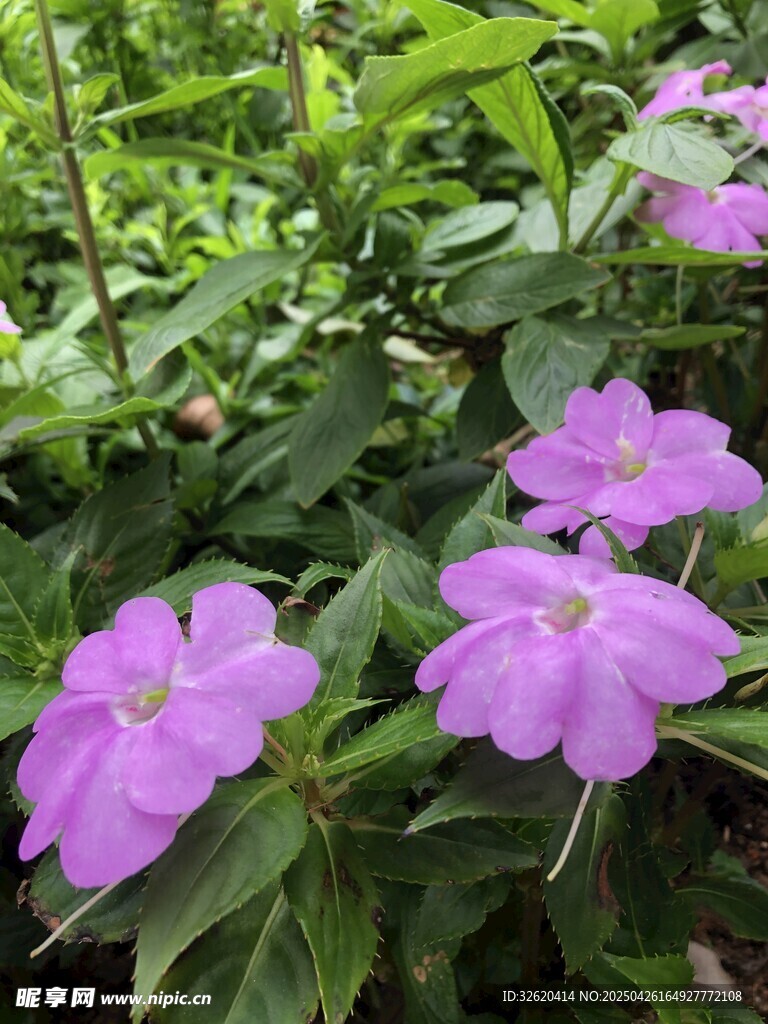 凤仙花