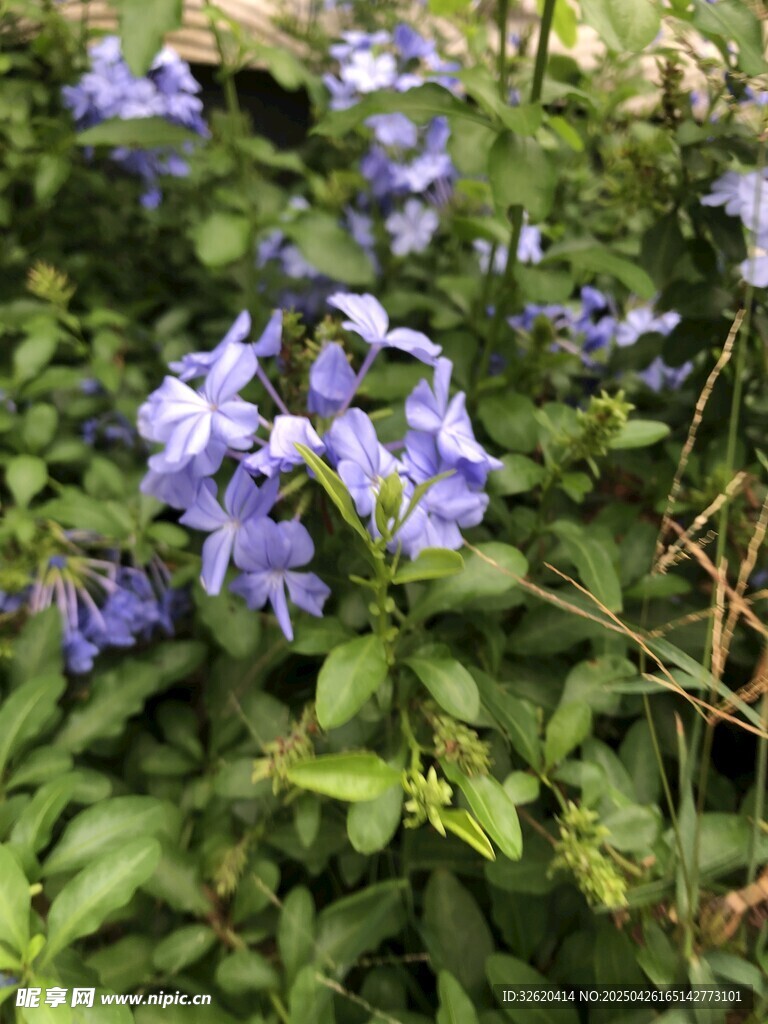 蓝花丹