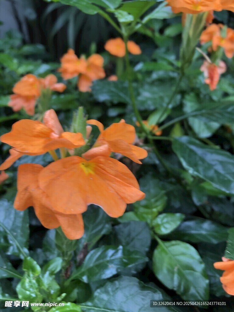 十字爵床