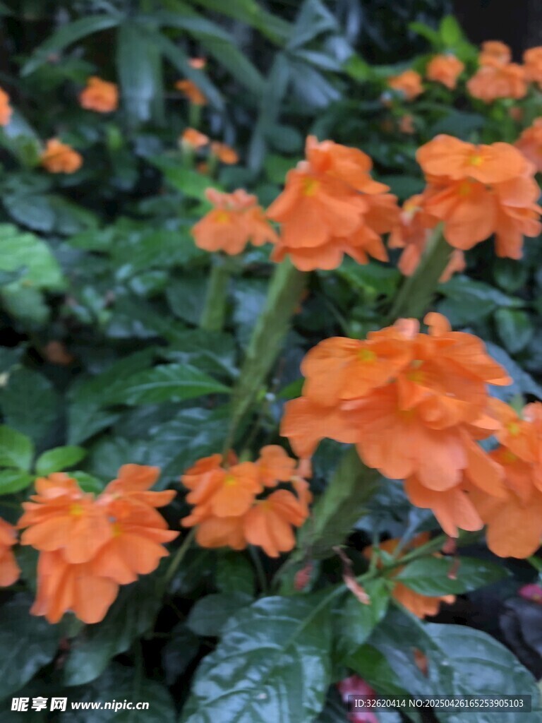 十字爵床