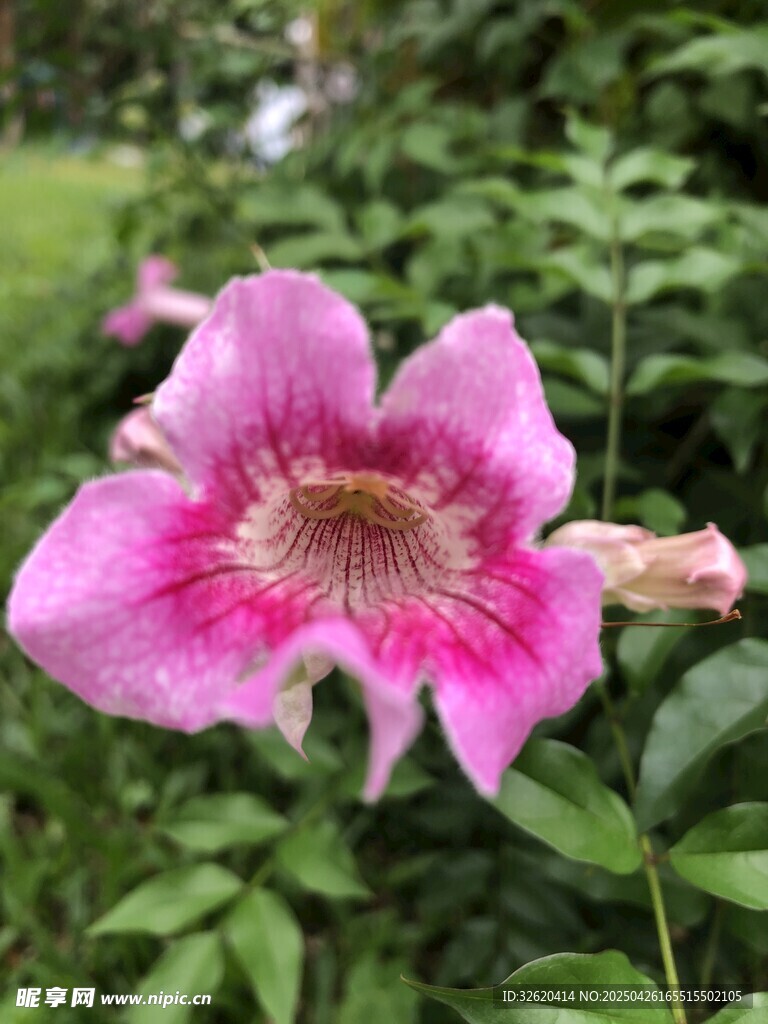 凌霄花