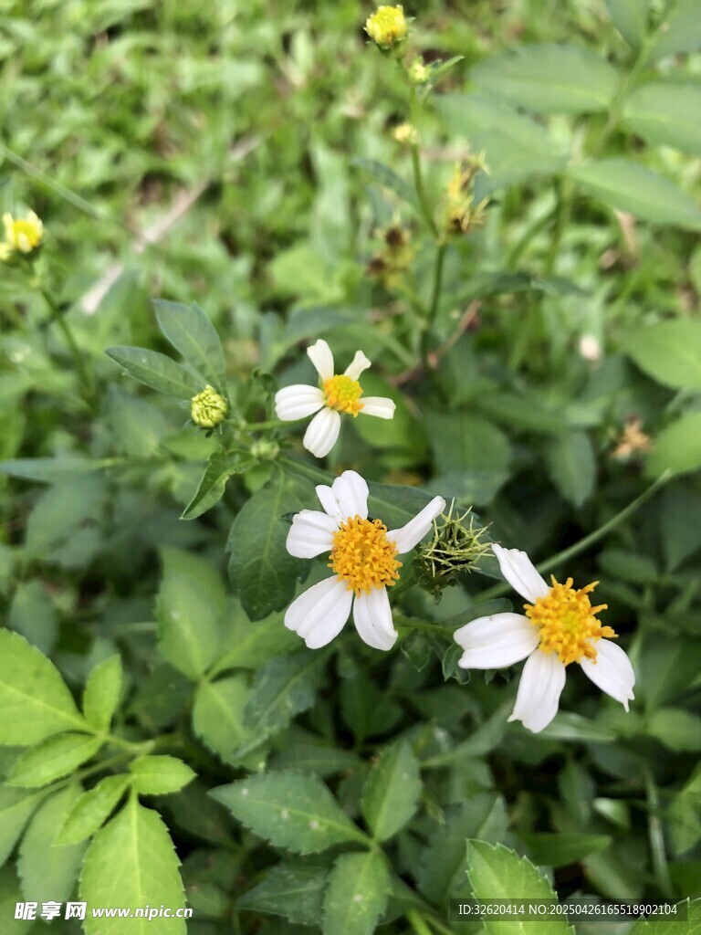鬼针草